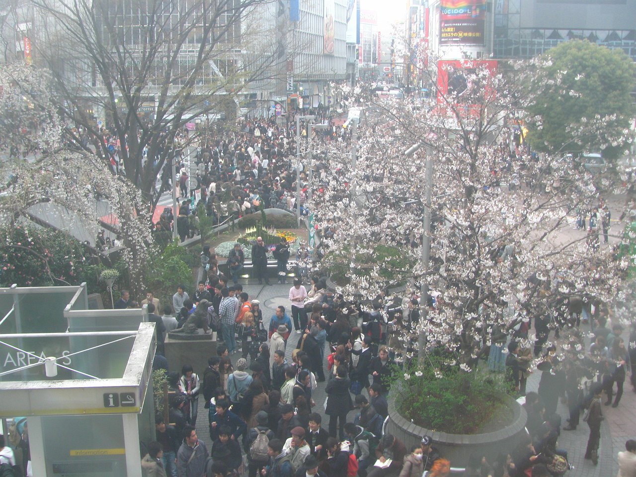 shibuya snow.JPG